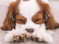Cavalier King Charles Spaniels are very fond of communicating with people, in particular with ch ...