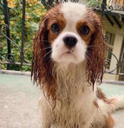 A patient pet can even play the role of a doll in a stroller and endure tests such as braiding f ...