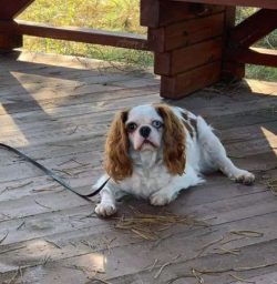 It is only important that the pet is not deprived of attention and every day has the opportunity ...