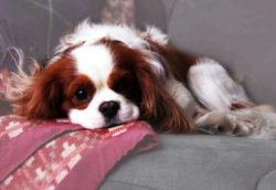 Cavaliers have a gentle disposition, so yelling at them is counterproductive and will most likel ...