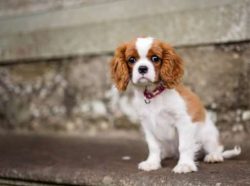 Since Cavaliers are a spaniel at heart, they may attempt to chase birds, rabbits and other small ...