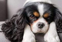 Cavaliers may bark when someone approaches your door, but due to their friendly nature, they are ...