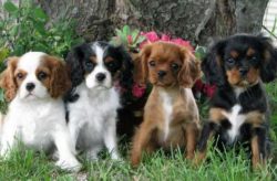 Cavaliers are house dogs and should not live outdoors.