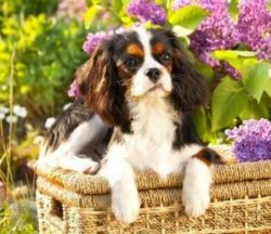 The Cavalier King Charles Spaniel is a descendant of the small toy spaniel depicted in many of t ...