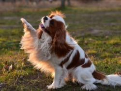 There is no such thing as a “toy” Cavalier and you should avoid buying a Cavalier from a breeder ...