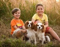 Cavaliers can be great playmates for kids who enjoy throwing a ball for them, teaching them tric ...