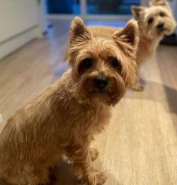 The fact about Cairn Terriers concerns their selection: it is more serious than that of other te ...