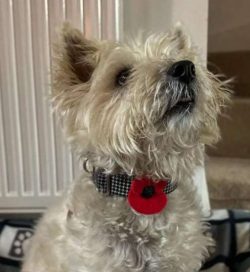 The preferred place to live for the Cairn Terrier is a country house. They do not feel so well i ...