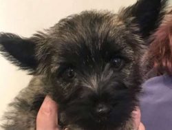 These dogs were bred for hunting. This fact about Cairn Terriers is confirmed by their excellent ...