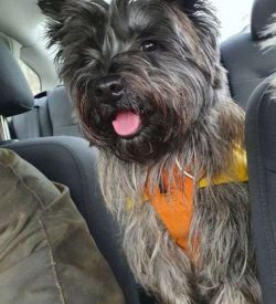 These four-legged animals have a very high level of intelligence, which allows them to instantly ...