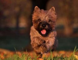 Raising a Cairn Terrier is a pleasure. It is advisable to spend it in a playful way – it w ...