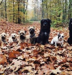 The Cairn Terrier has a cheerful and cheerful disposition. It is difficult for animals to sit st ...