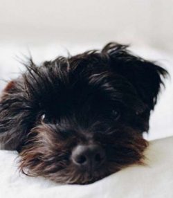 Representatives of the breed are distinguished by their exceptional dedication and need for the  ...