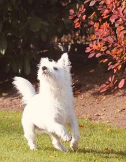 Dogs are completely non-aggressive but fearful of strangers. In case of danger, the dog will fea ...