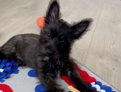 Due to the developed hunting instinct, the breed is not recommended to be kept together with sma ...