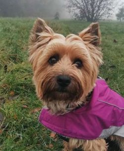 The terrier is very jealous if the owner pays attention to other dogs.