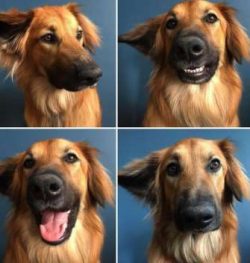 Nowadays, they are versatile dogs that enjoy hiking, competing in agility and other dog sports,  ...
