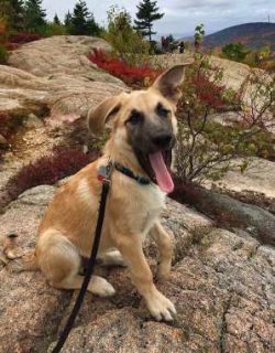 Chinook salmon are generally sensitive and gentle dogs with pleasant demeanor. They are exceptio ...