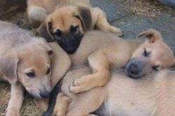 It all started with a cross between a farm dog and a husky at Arthur Walden’s farm in New  ...