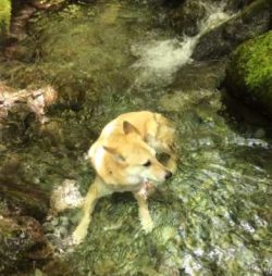  Chinook salmon are easy to care for, but they shed heavily twice a year and shed light to moder ...