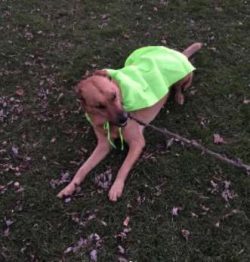  True to their sled dog traditions, some Chinook salmon can be diggers, digging up a good spot f ...
