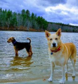 Chinook salmon do not bark, but can be talkative, whine and “courting” to express their opinion.