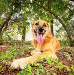 Carefully interview breeders to ensure that the puppy’s parents are screened for genetic d ...