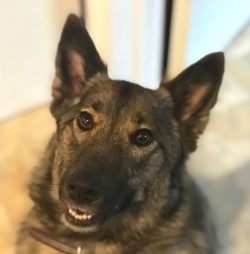 The Norwegian Elkhund is a compact dog with a square format and proportional build. Height at wi ...