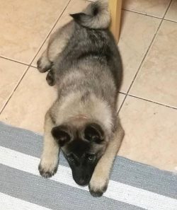 The Norwegian Elkhund is a cheerful, friendly dog, suitable for family life. Domina guards and g ...