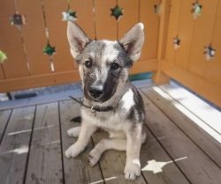 The modern breed was bred in 1877 based on their ancestors who lived in Norway. Today the Elkhou ...