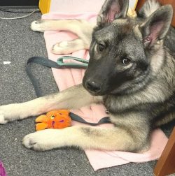 The main purpose for which the Norwegian blue and black Elkhound breed was intended is hunting f ...
