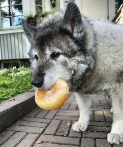 They have good watchdog qualities, since they are quite wary, and sometimes even hostile, react  ...