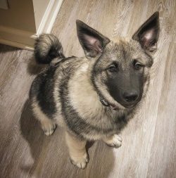 Norwegian huskies are considered quite difficult to educate, however, this is not due to low int ...