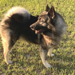The Norwegian Elkhound is considered a kind of symbol of Norway, its national dog. It is an anci ...
