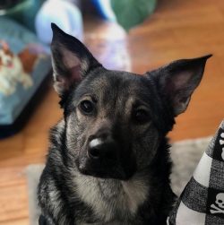 Legend has it that the Norwegian gray Elkhund was bred approximately 7,000 years ago. Archaeolog ...