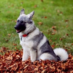 This is a fighting dog that is not afraid of wild animals. He is quick-witted, intelligent, and  ...