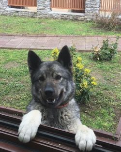 These are amazingly beautiful fluffy dogs, in fact, somewhat reminiscent of a husky. They can be ...