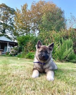 Good watchman. Dogs of this breed have proven themselves well in agility, security, they are exc ...