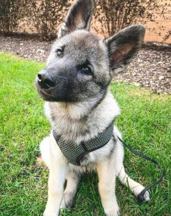 In Europe, dogs of this breed often “work” in nursing homes, beautifying elderly peo ...