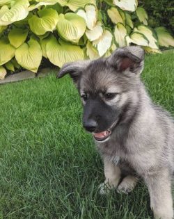 This dog needs a significant amount of physical activity. The Norwegian Elkhound Pen is a great  ...