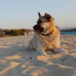 The energetic Elkhound has an independent disposition and self-esteem.  