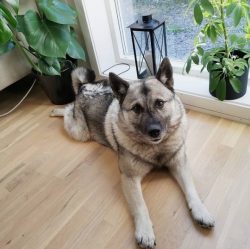 To minimize free hair loss, the Norwegian Elkhound needs weekly brushing and brushing with a spe ...