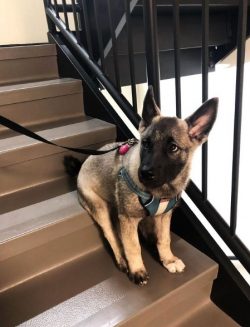 The Norwegian Elkhound quickly finds a common language with both toddlers and elderly people. Af ...