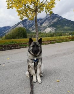 Gambling, brave dog, hardy, with a rather independent character. The Norwegian Elkhound is a sen ...