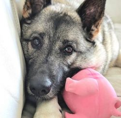 At birth, puppies have black hair, over time it gradually acquires a lighter shade. The physique ...