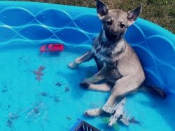 In Norway, found ancient fossil remains of dogs, whose skeleton is no different from the skeleto ...