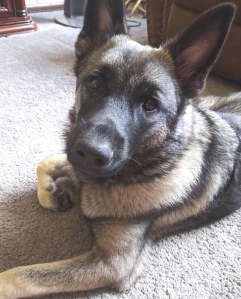 He is a good watchdog. He is very attentive and barks at any strange noises. He really loves to  ...