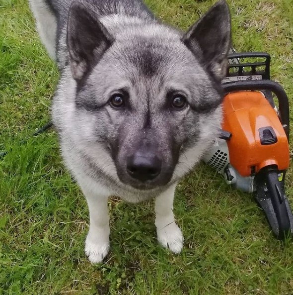 The Norwegian Elkhound is a brave and loyal companion who loves to be part of the family (and he ...