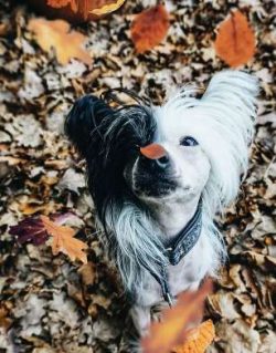 You won’t find a better dog breed than the Chinese Crested dog as a companion for homemad ...