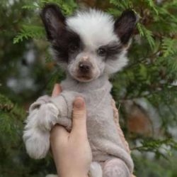  Chinese Cresteds hardly want to go out and run like regular dogs; though they are athletic enou ...